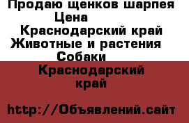 Продаю щенков шарпея › Цена ­ 7 000 - Краснодарский край Животные и растения » Собаки   . Краснодарский край